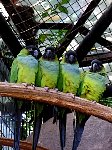 Parrot at bird park