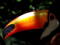 Toucan at bird park