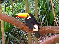 Toucan at bird park