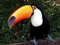 Toucan at bird park