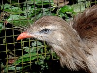 Bird park bird