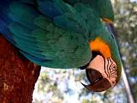 Parrot at bird park