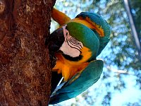 Parrot at bird park