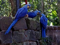 Parrot at bird park