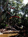 Parrot at bird park