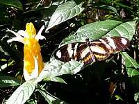 Flower and butterfly