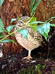 Bird park owl