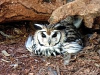 Bird park owl