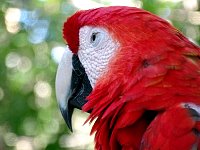 Parrot at bird park