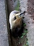 Iguazu coatis