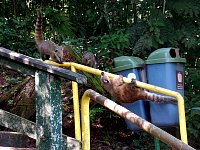 Iguazu coatis