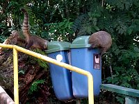 Iguazu coatis