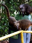 Iguazu coatis