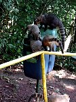 Iguazu coatis