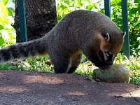 Coati and coconut