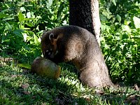 Coati and coconut