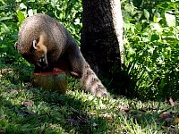 Coati and coconut