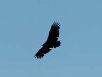 Vulture flying