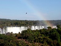 Vulture flying near waterfall