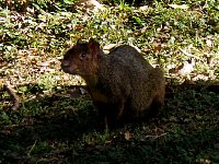 Agouti observing