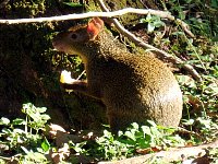 Agouti eating