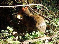 Agouti eating