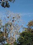 Vultures perching on a tree