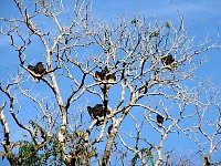 Vultures perching on a tree