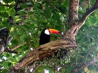 Toucan in tree