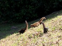 Iguazu coatis