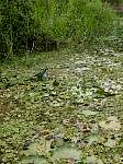 Parque Ecológico do Cocó, Fortaleza