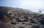 Elephant seals on the beach