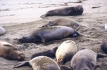 Elephant seal giving birth (2/4)