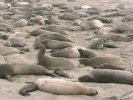 Elephant seals on the beach