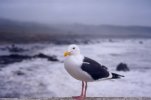 Seagull