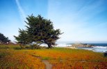 Pacific Coast in Monterey