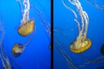 Jellyfish at the Moneterey Bay Aquarium