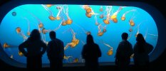 Jellyfish at the Moneterey Bay Aquarium