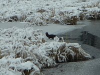 Otter or Weasel at Algonquin Provincial Park