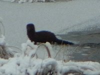 Otter or Weasel at Algonquin Provincial Park