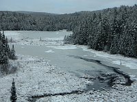 Otter or Weasel at Algonquin Provincial Park