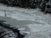 Otter or Weasel at Algonquin Provincial Park