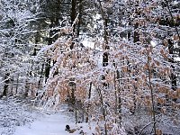 Algonquin Provincial Park View