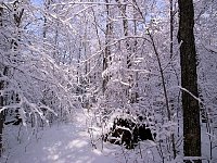 Algonquin Provincial Park Trail