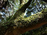 Victoria Peak Circle Walk tree