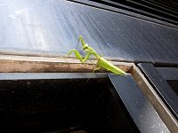 Praying Mantis