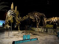 Hong Kong museum dinosaur skeleton
