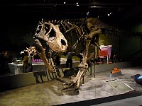 Hong Kong museum dinosaur skeleton