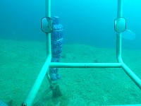 Figure anchored at lake bottom