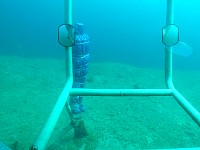 Figure anchored at lake bottom